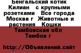 Бенгальский котик Килиан , с крупными розетками - Все города, Москва г. Животные и растения » Кошки   . Тамбовская обл.,Тамбов г.
